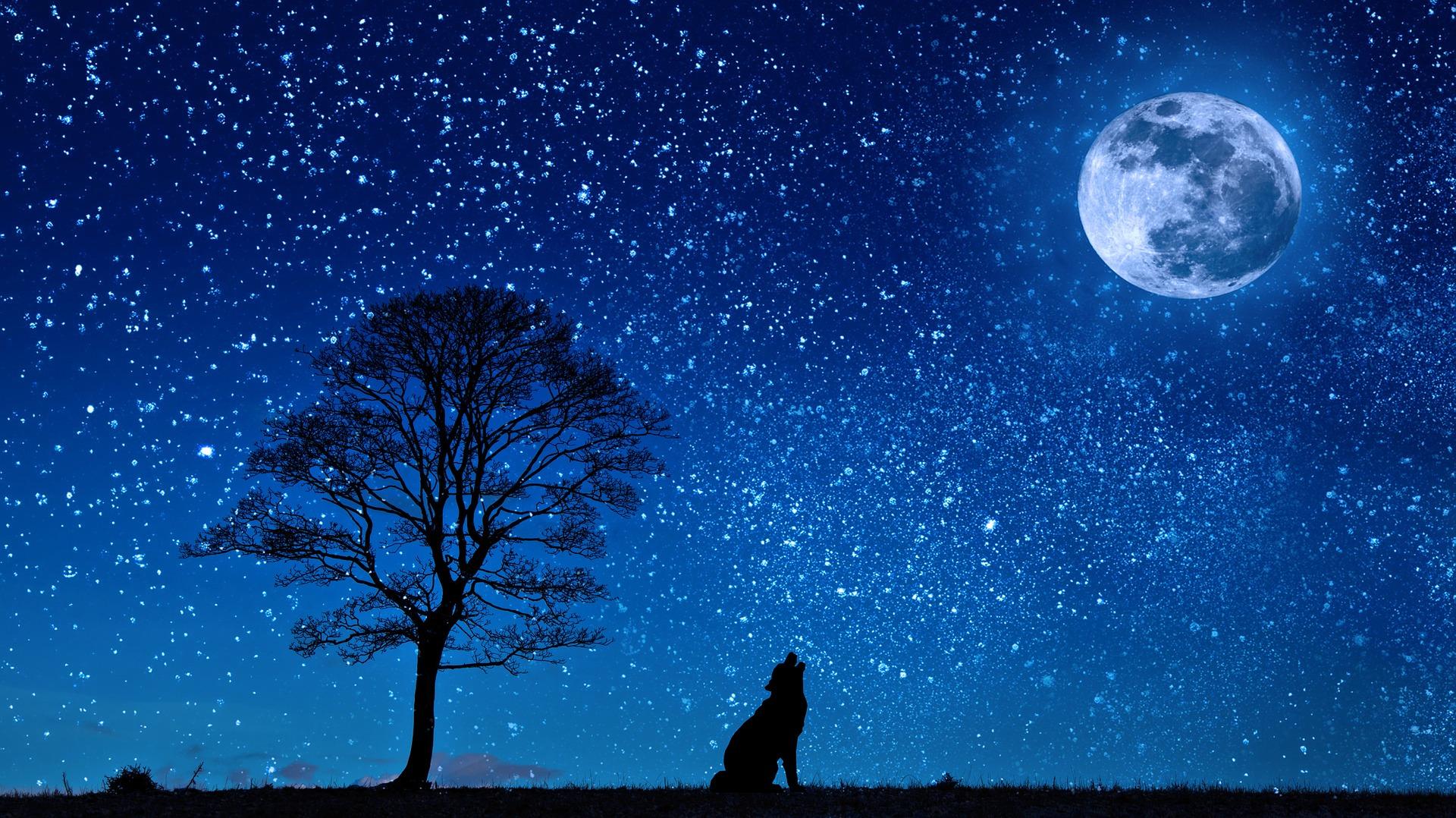Wolf "singing" at the moon in starry sky