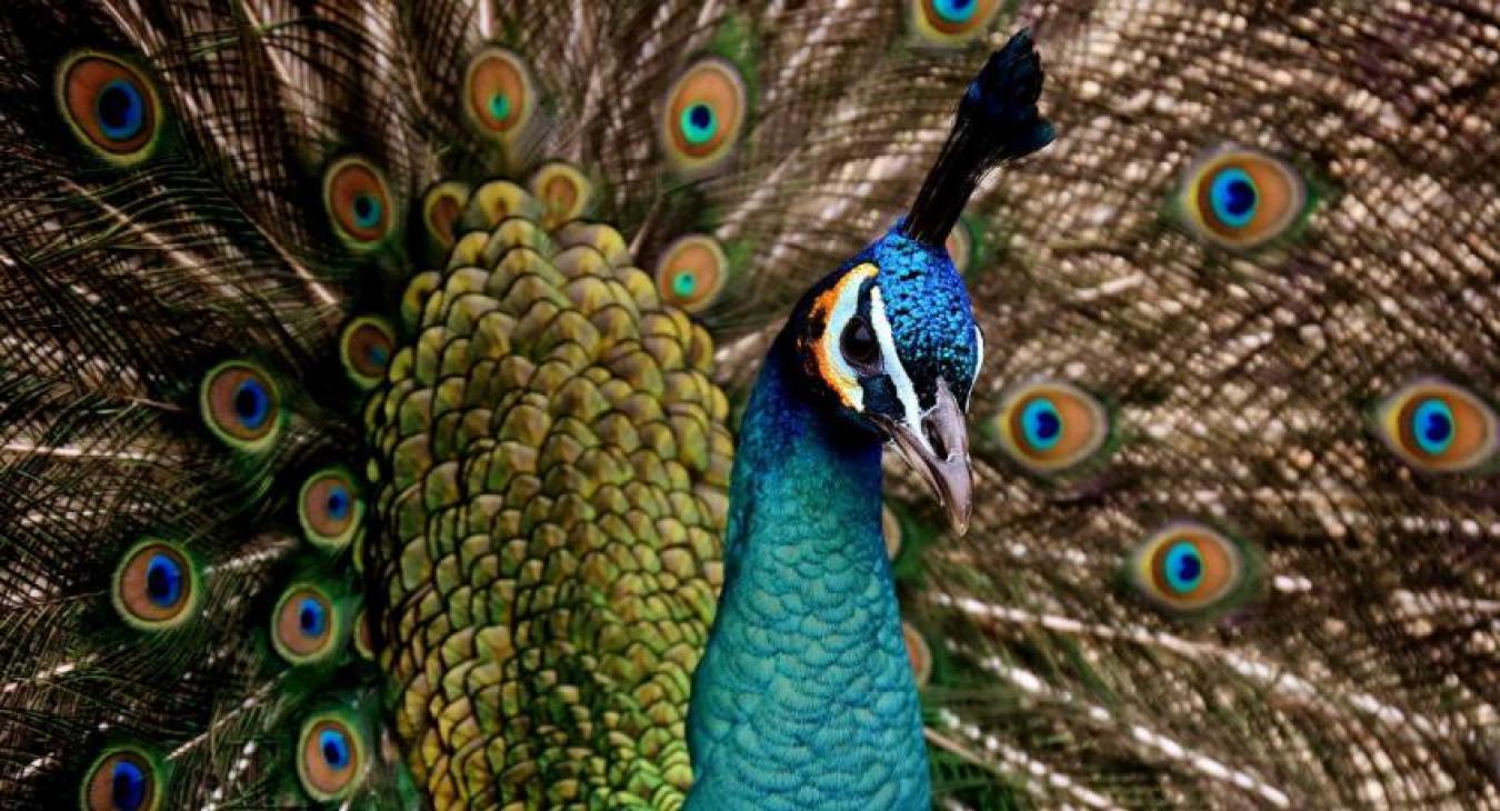 Peacock