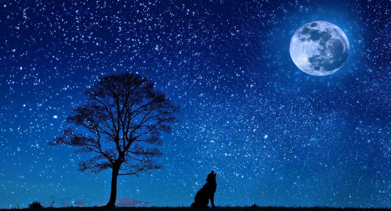 Wolf "singing" at the moon in starry sky